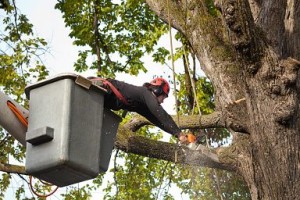 branch-pruning