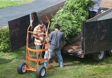 tree-planting