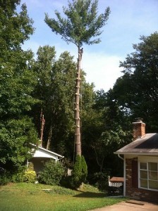 burke tree limb removal services