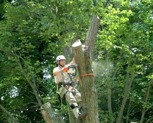 burke tree removal tree cutting