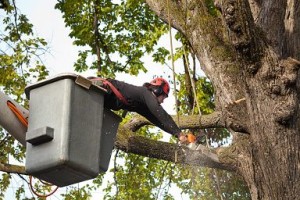 arlington tree service