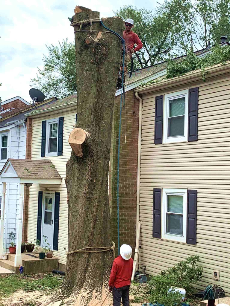 Large-townhouse-tree-dropped-in-sections