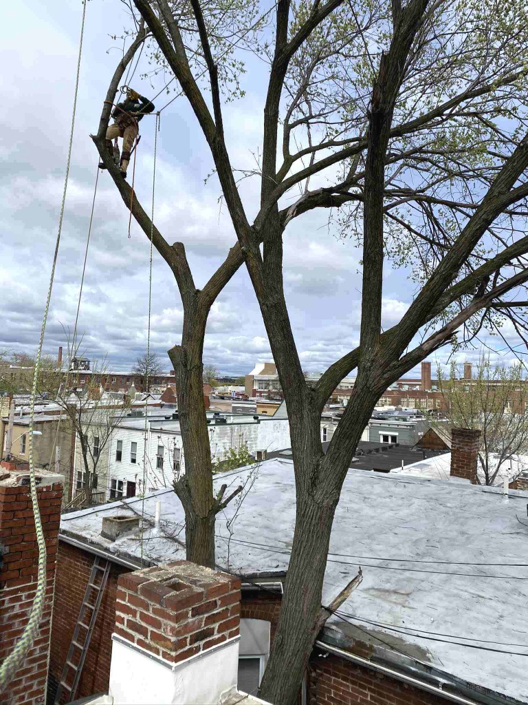 Tree-topping-roped