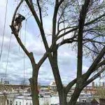 Tree-topping-roped-300w