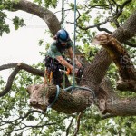 Man sawing tree at height wearing safety clothing with skill and expertise