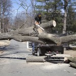Man working on cutting uprooted tree blocking the road due to gusty wind.