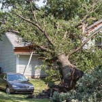 large-tree-fallen-on-house-800w